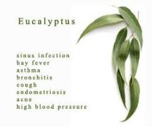 doterra eucalyptus 3